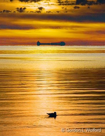 Lake Erie At Sunset_23335.jpg - Freighter & bird in the water, photographed from Canada's south coast at Sherkston Shores, Ontario.